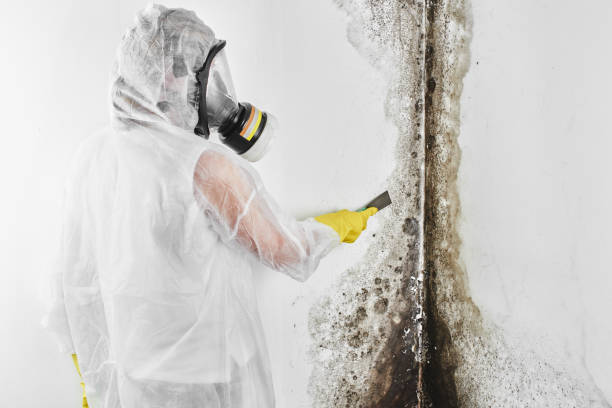 Best Black Mold Remediation in Pho, IL