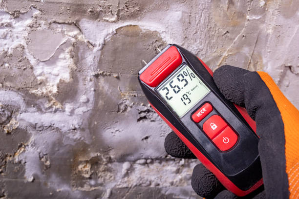 Best White Mold Remediation in Pho, IL