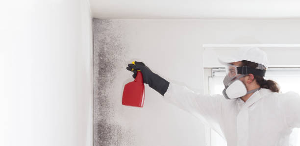 Professional Mold Remediation in Philo, IL