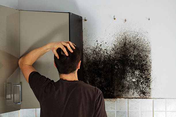 Best Industrial Mold Remediation in Pho, IL